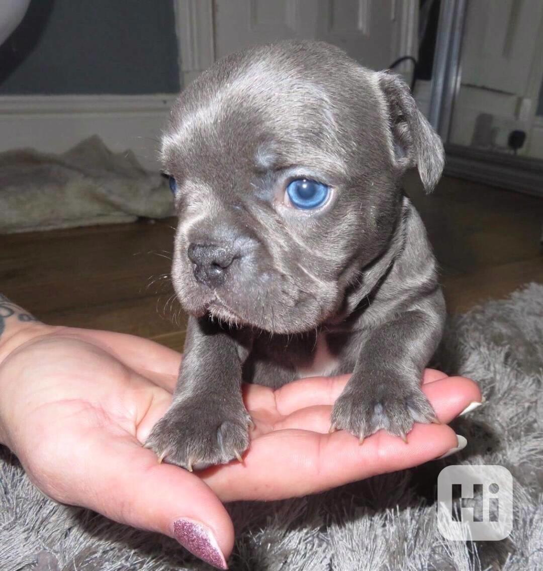 štěňata francouzského buldočka,, - foto 1