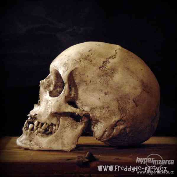 Repliky lidských lebek a kostí (Human skull replica)