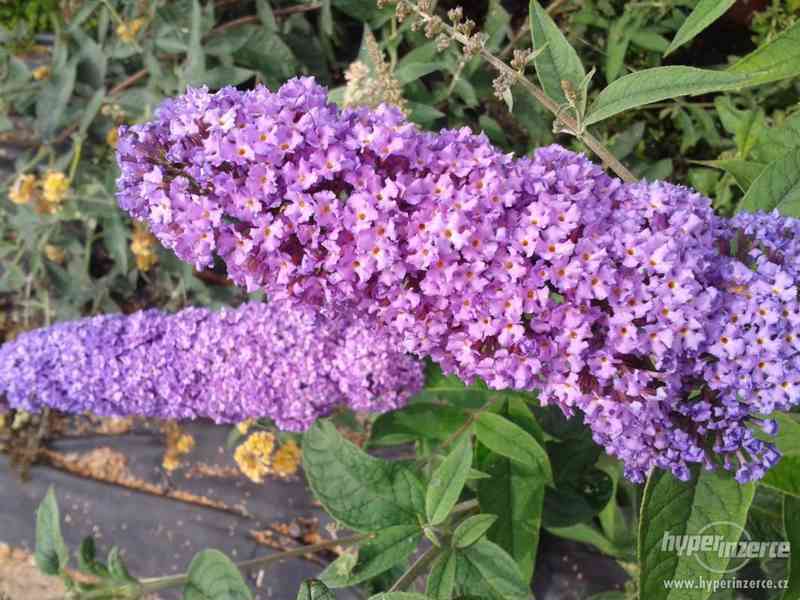 Lobularia Lavender Stream - foto 10