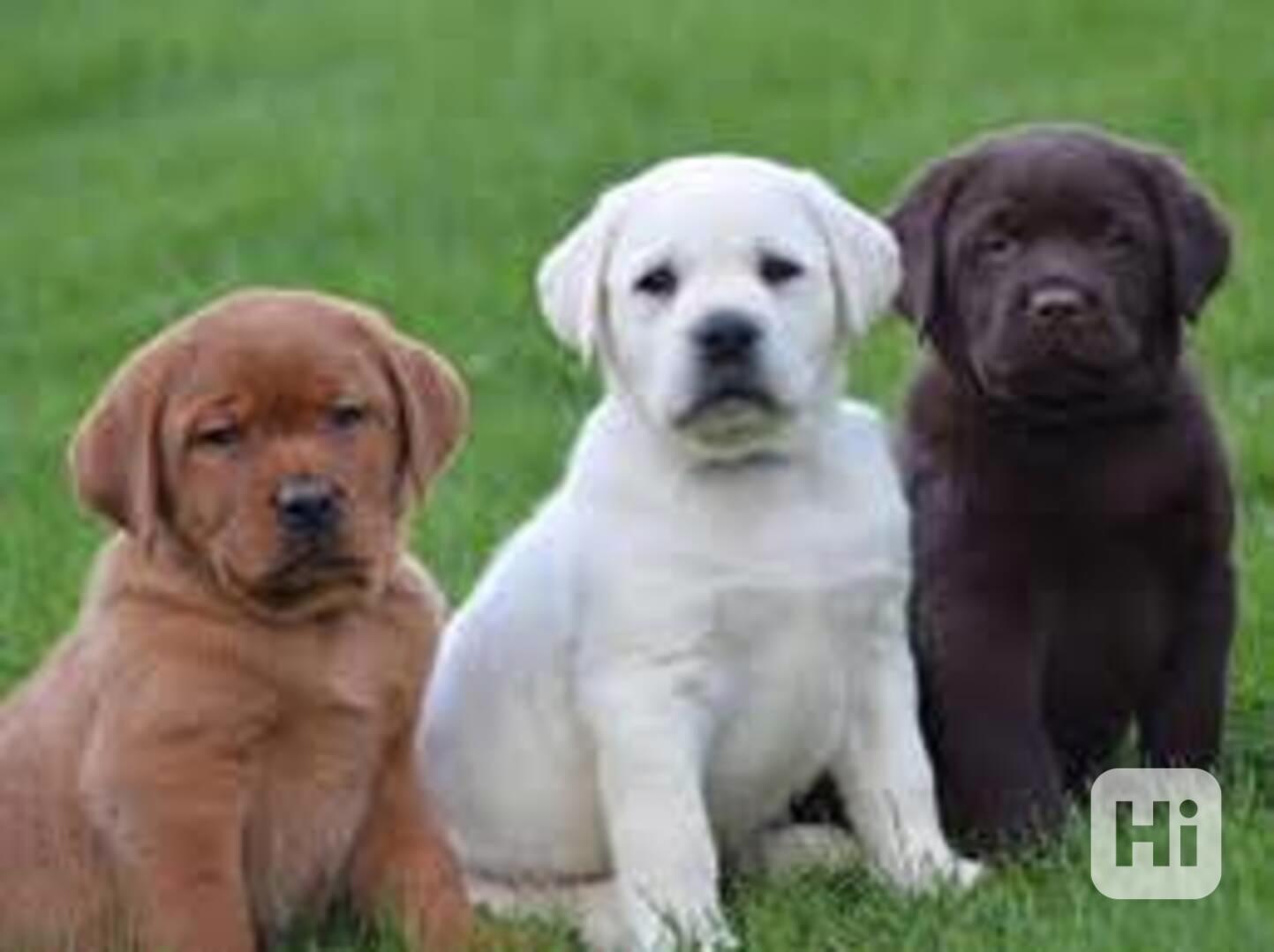 štěňata labradorského retrívra Naše krásná štěňátka labrador - foto 1