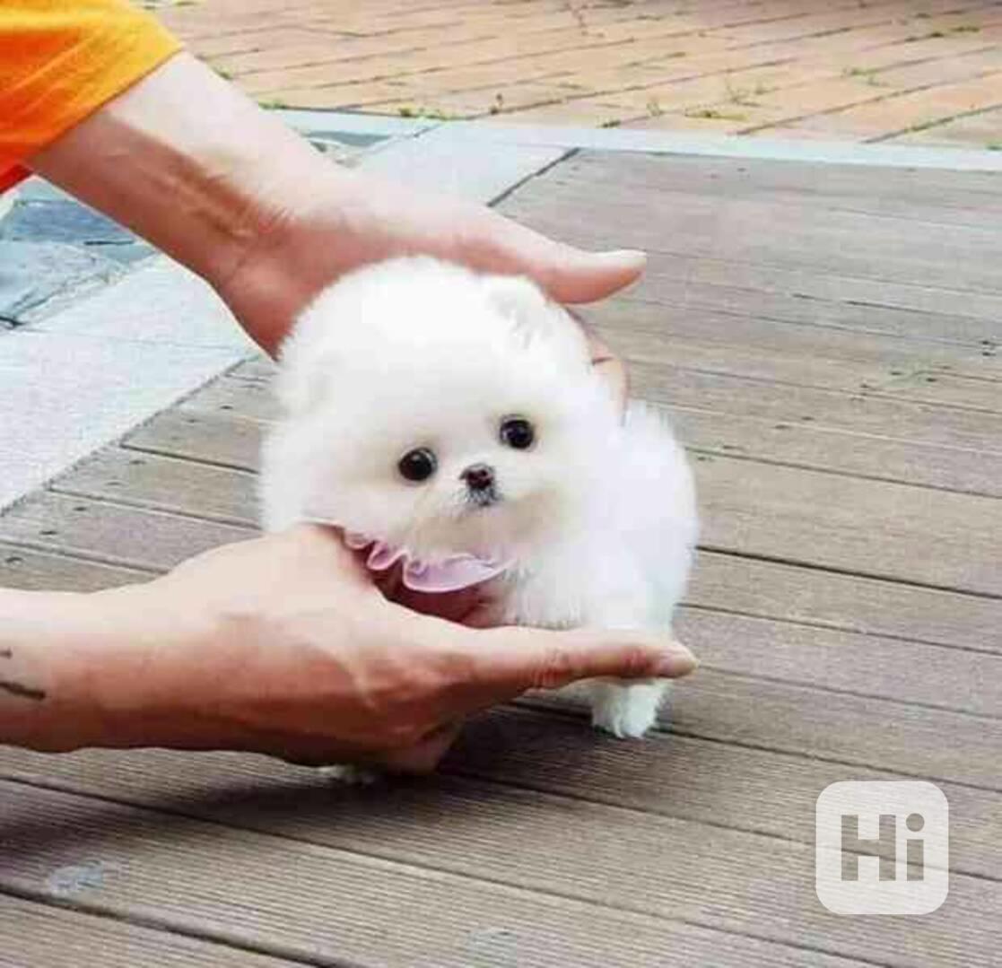 Štěňata pomeraniana k adopci - foto 1