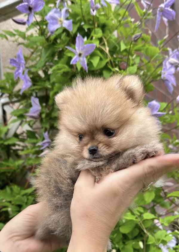 Pomeranian bez PP - foto 1