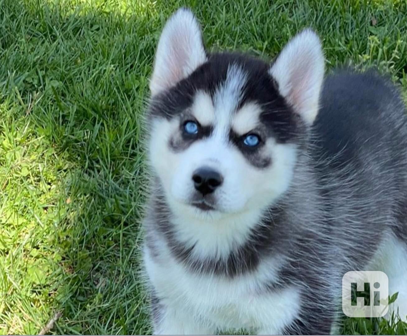 Sibiřský husky pejsek - foto 1