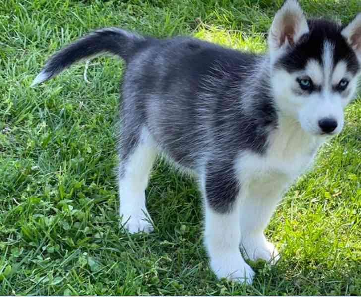 Sibiřský husky pejsek - foto 5