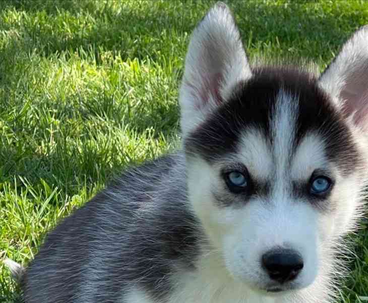 Sibiřský husky pejsek - foto 3