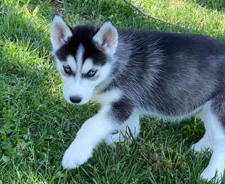Sibiřský husky pejsek - foto 4
