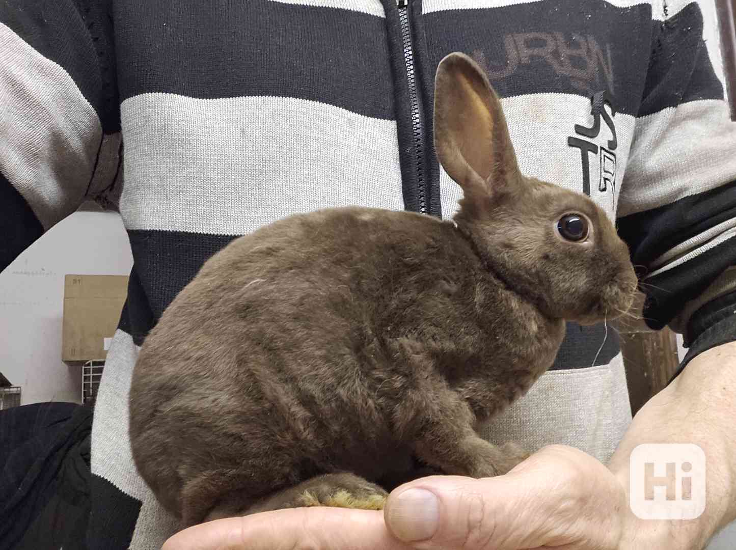 Zakrslý králíček  - foto 1