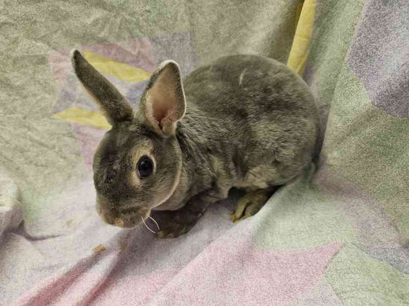 Zakrslý králíček  - foto 8