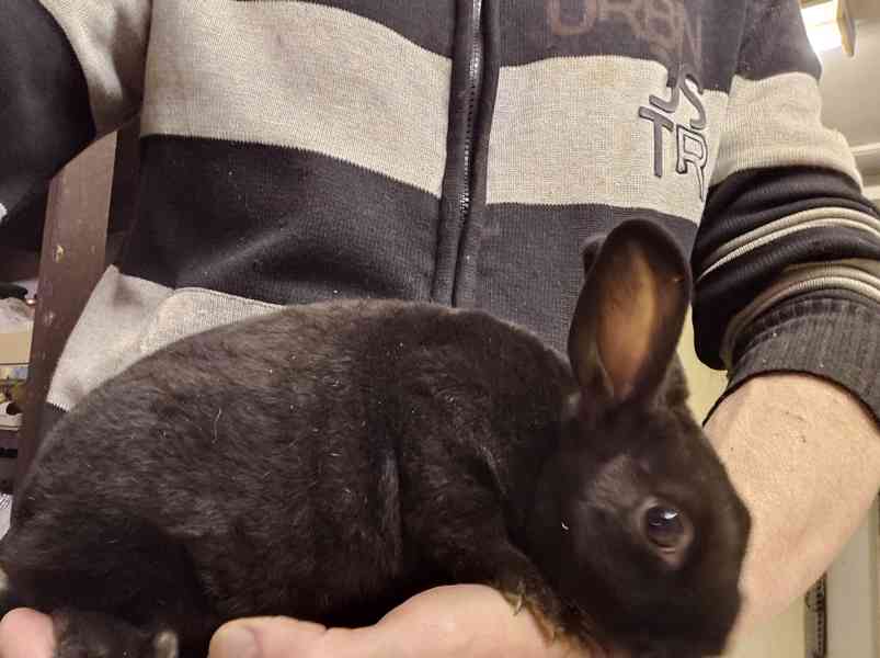 Zakrslý králíček  - foto 4