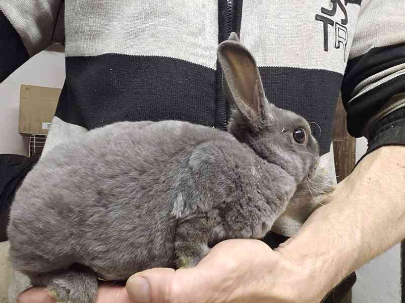 Zakrslý králíček  - foto 6