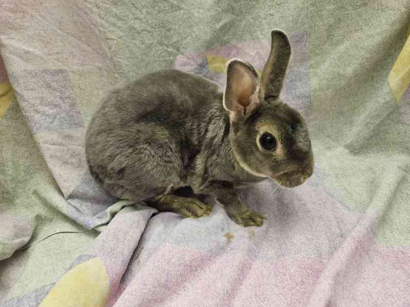 Zakrslý králíček  - foto 7