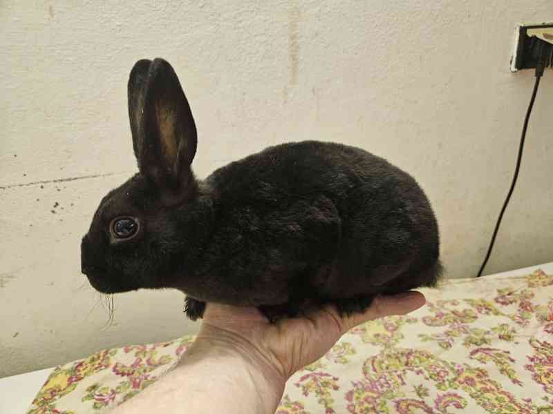 Zakrslý králíček  - foto 9