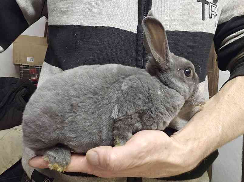 Zakrslý králíček  - foto 5