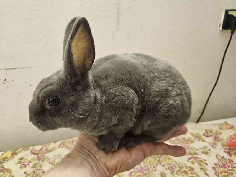 Zakrslý králíček  - foto 3