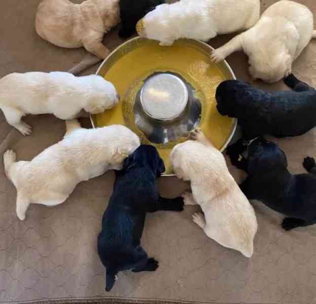 Prodáváme čistokrevného labradorského retrívra - foto 4