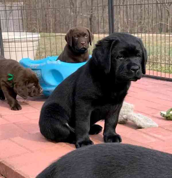 Prodáváme čistokrevného labradorského retrívra - foto 2