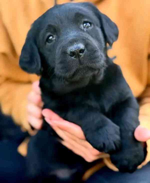 Prodáváme čistokrevného labradorského retrívra - foto 1