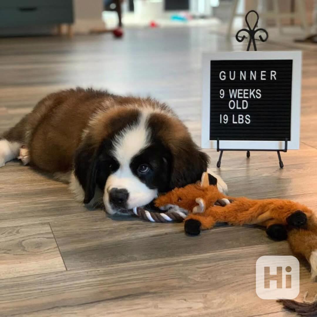 Adoptujte si ho, prosím - foto 1