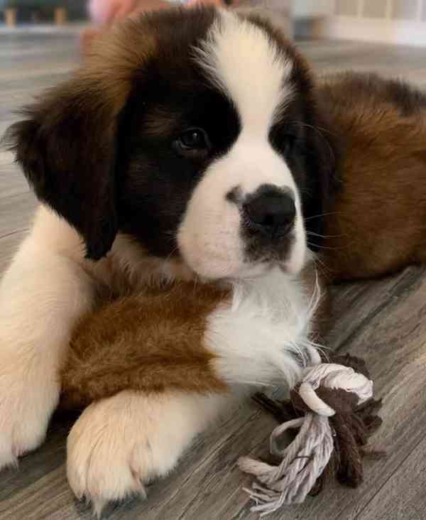 Adoptujte si ho, prosím - foto 2