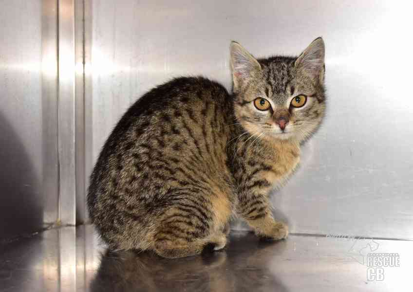 Darujeme nalezené kotě - foto 1