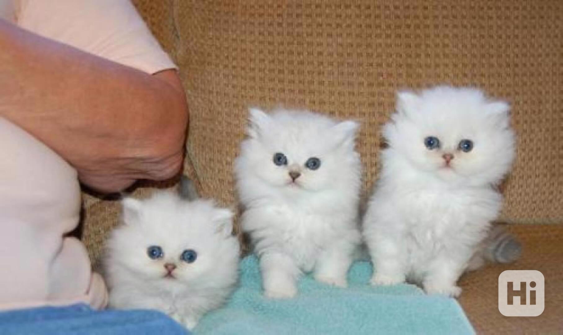 Dobře socializovaná perská koťata k adopci - foto 1