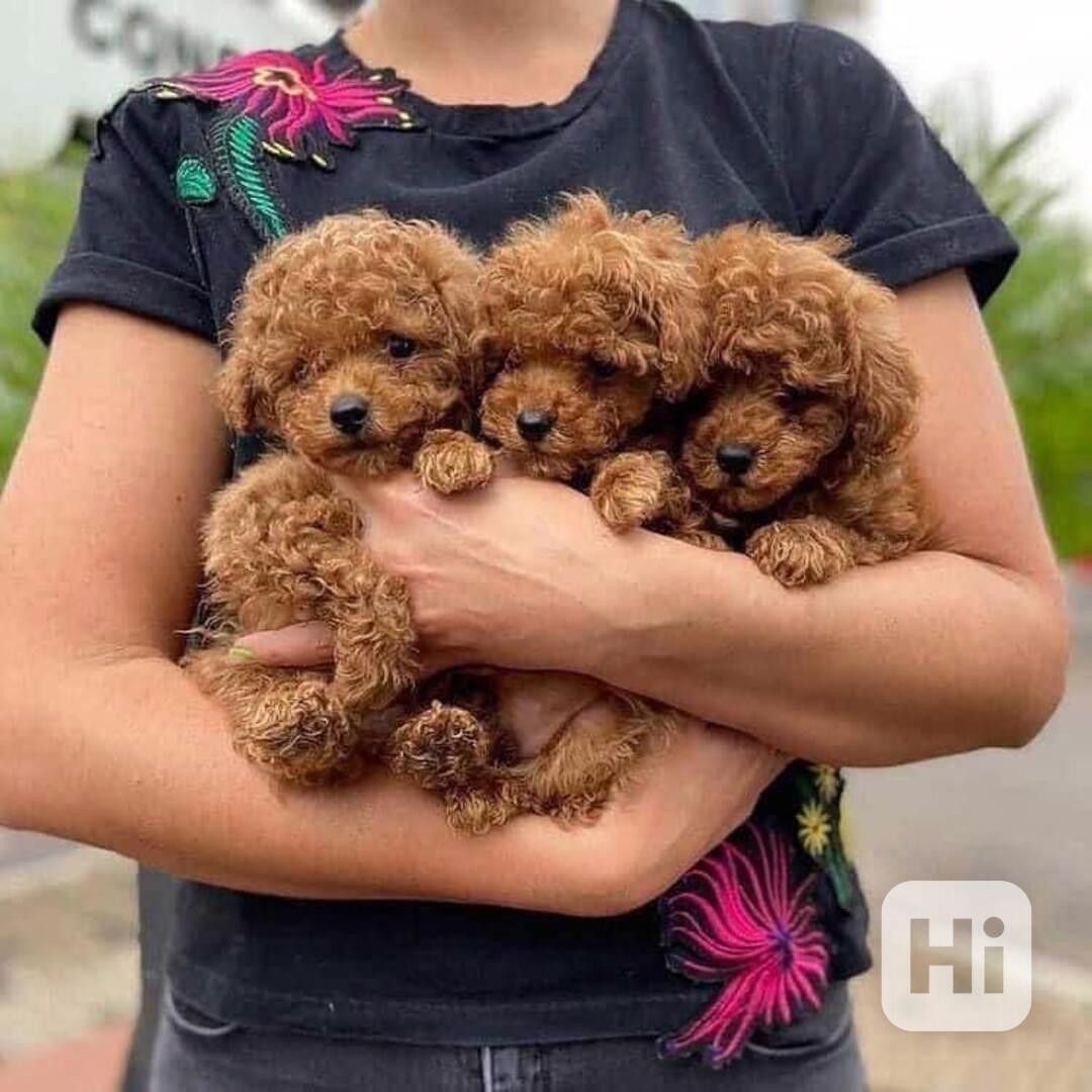 Krásná štěňata pudla jsou k dispozici k vašemu zvážení. - foto 1