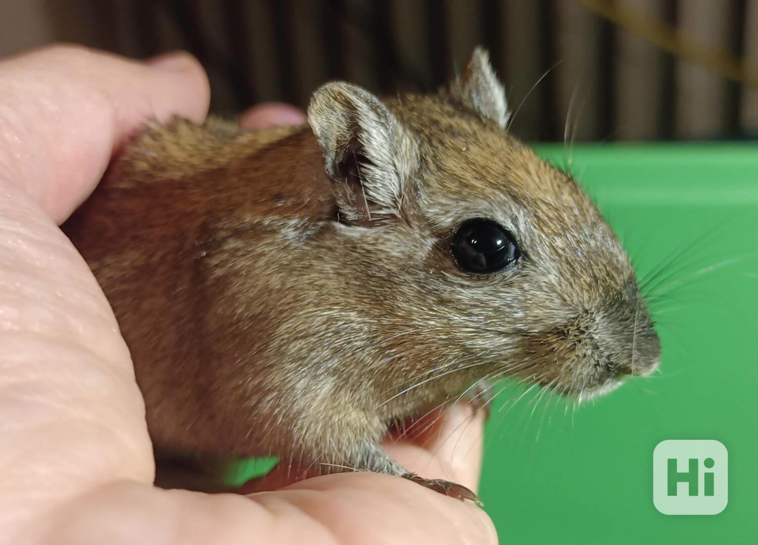 Piskomilove mladata - foto 1