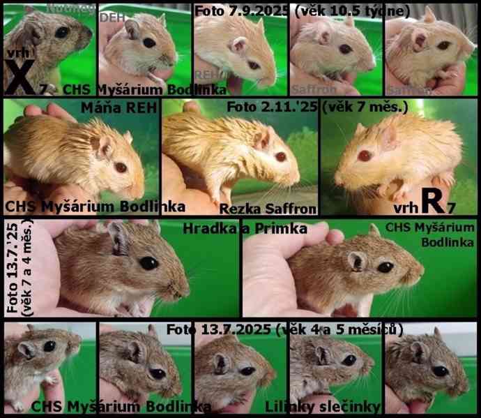 Piskomilove mladata - foto 3