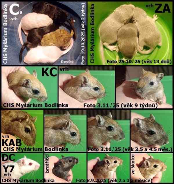 Piskomilove mladata - foto 2