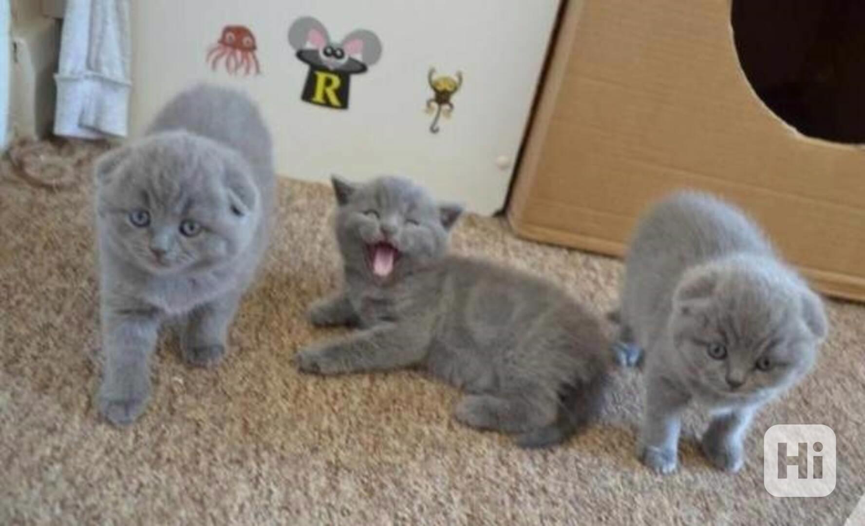 Koťata britské krátkosrsté šelmy - foto 1