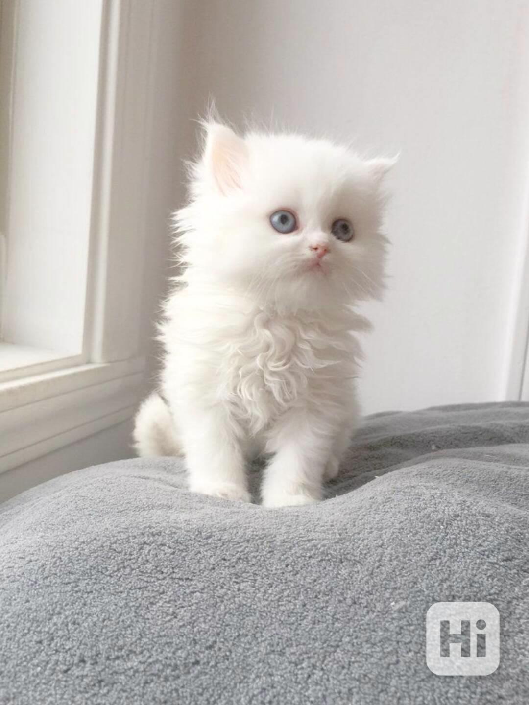  Zdarma perská koťátka k adopci  - foto 1