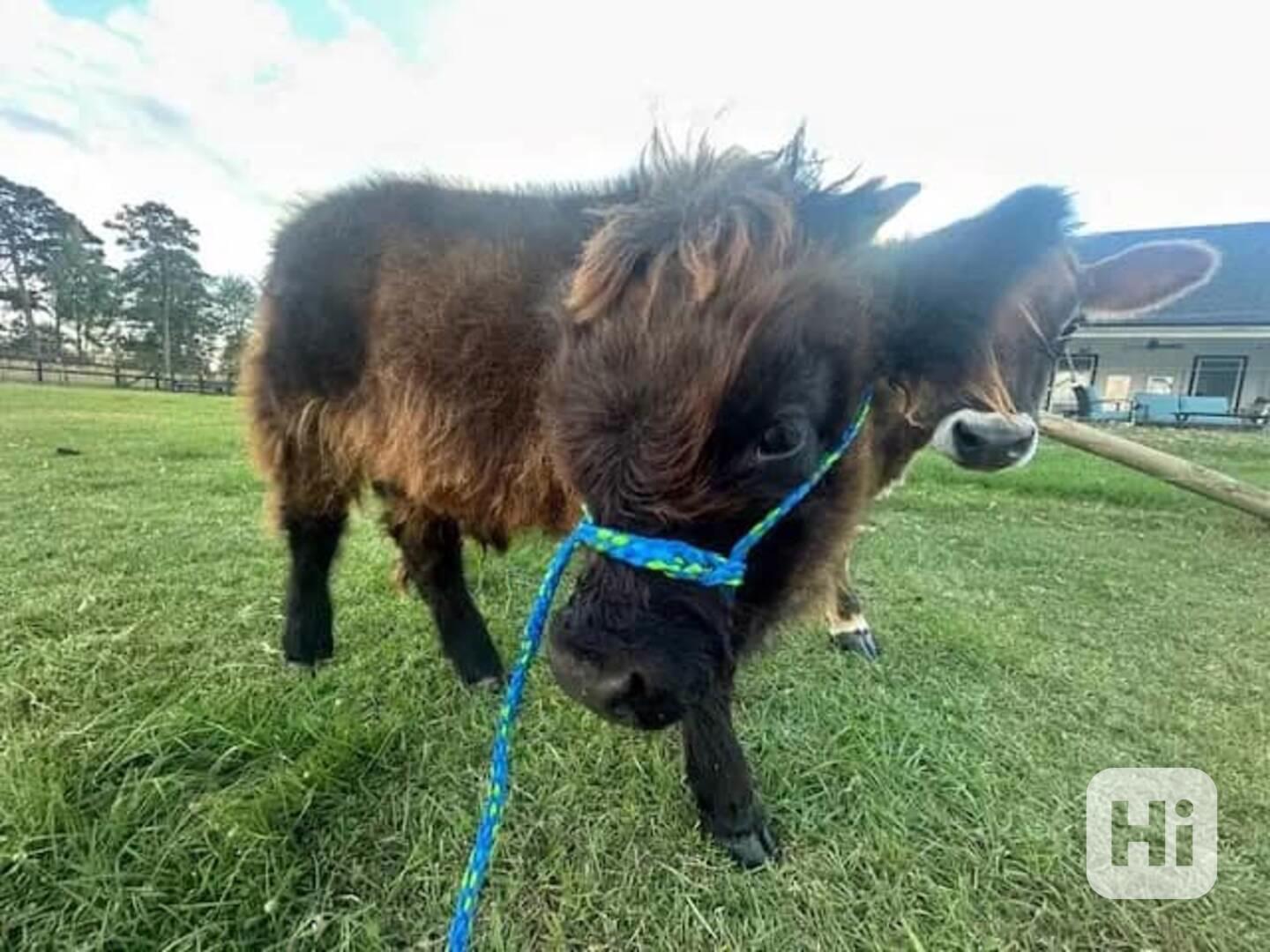 🐮 Mini skotská telata - foto 1