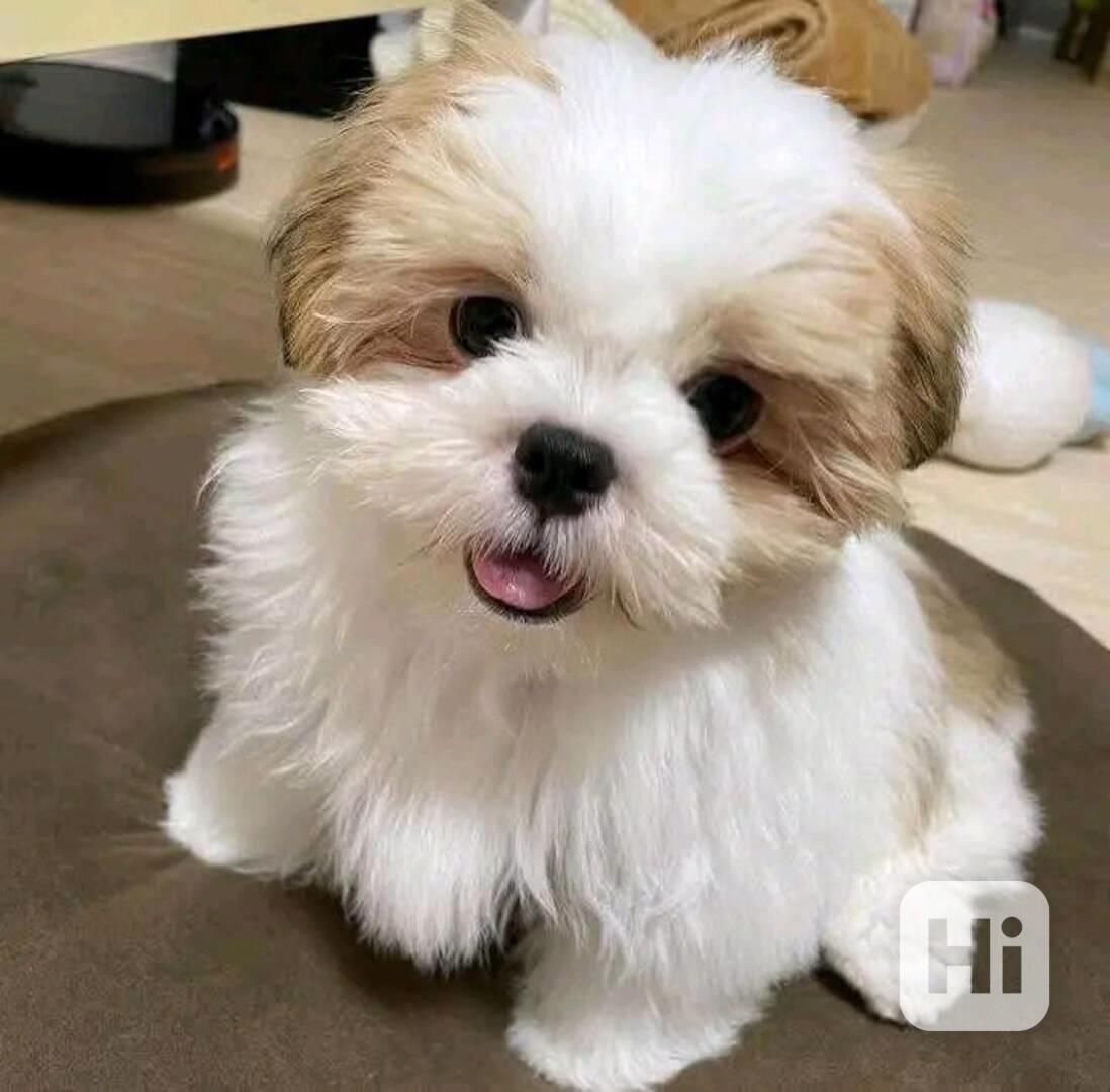 Rozkošná štěňata maltézského ovčáka k adopci - foto 1