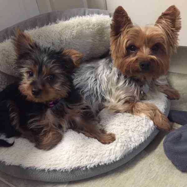 Štěňata yorkie na prodej. - foto 2