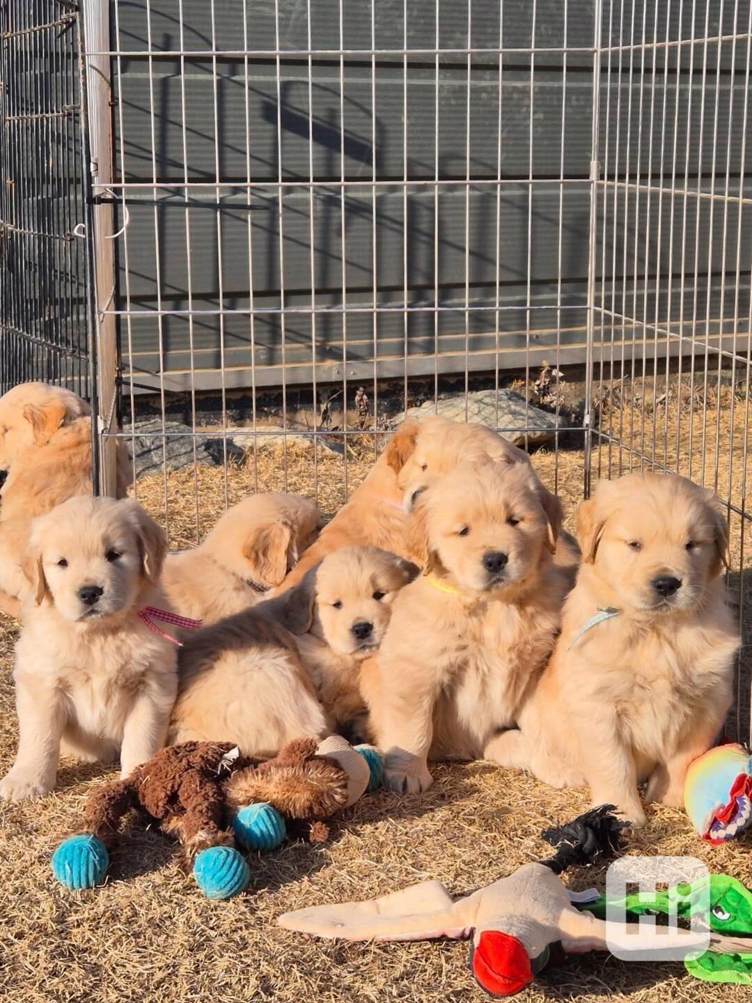 *Krásná štěňátka zlatého retrívra připravená na svůj trvalý  - foto 1