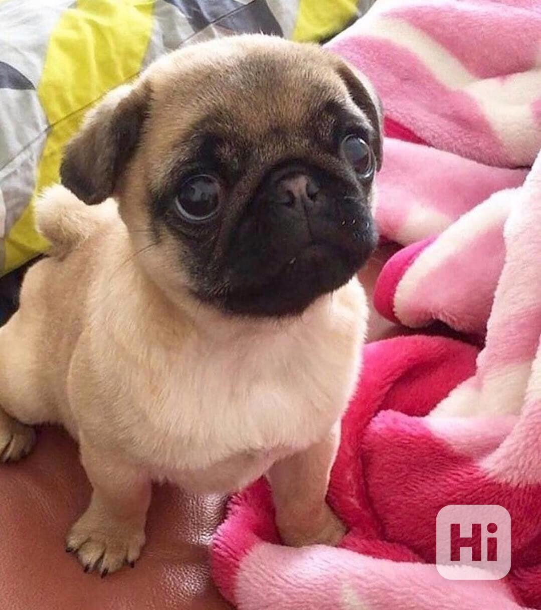 🐾🥰 Pui de Mops disponibili pentru adopție! - foto 1