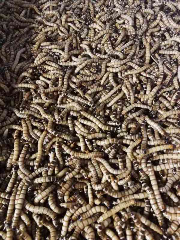 Krmný hmyz - Potemník Brazilský - foto 1