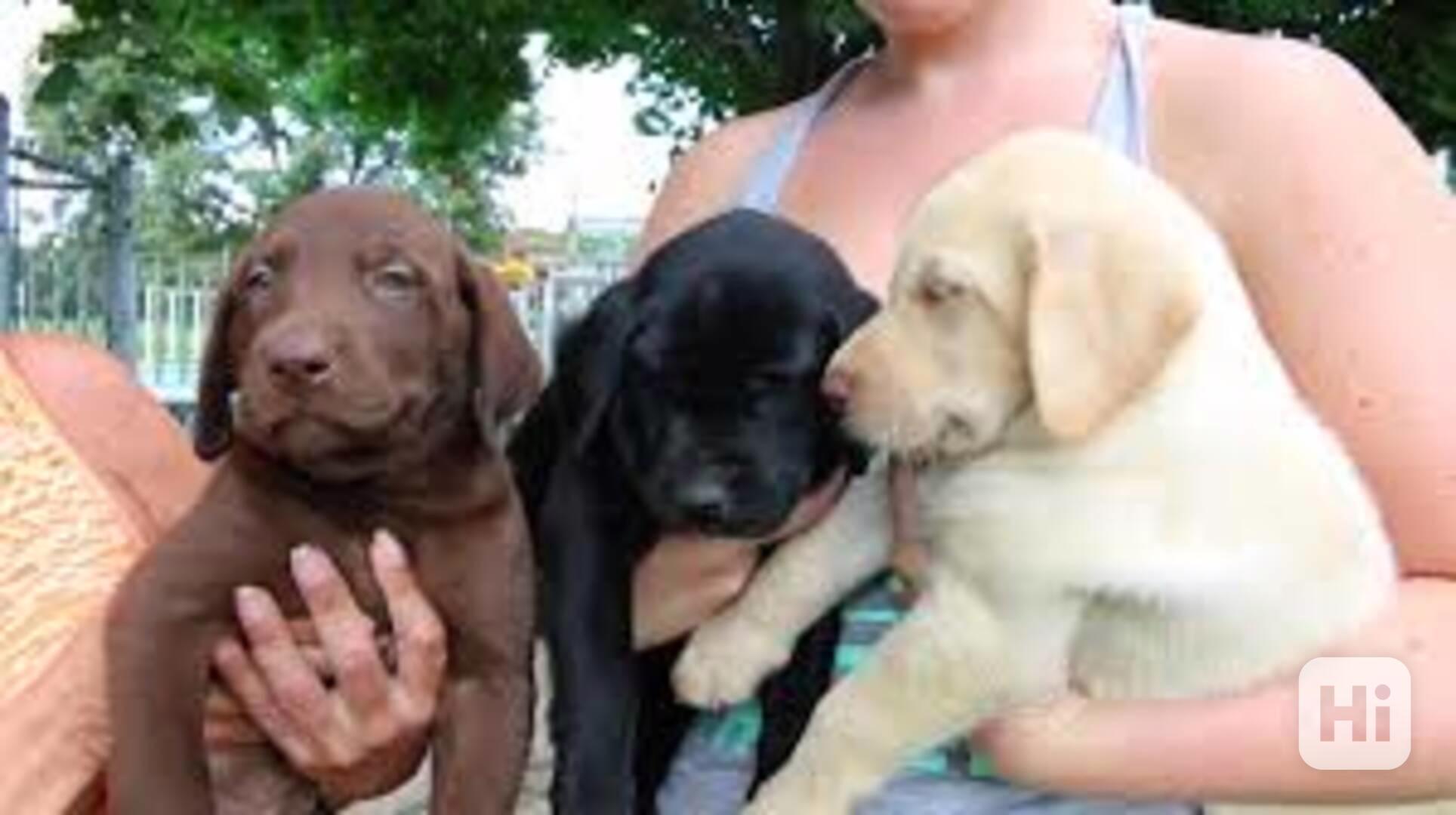 štěňata labradorského retrívra Naše krásná štěňátka labrador - foto 1