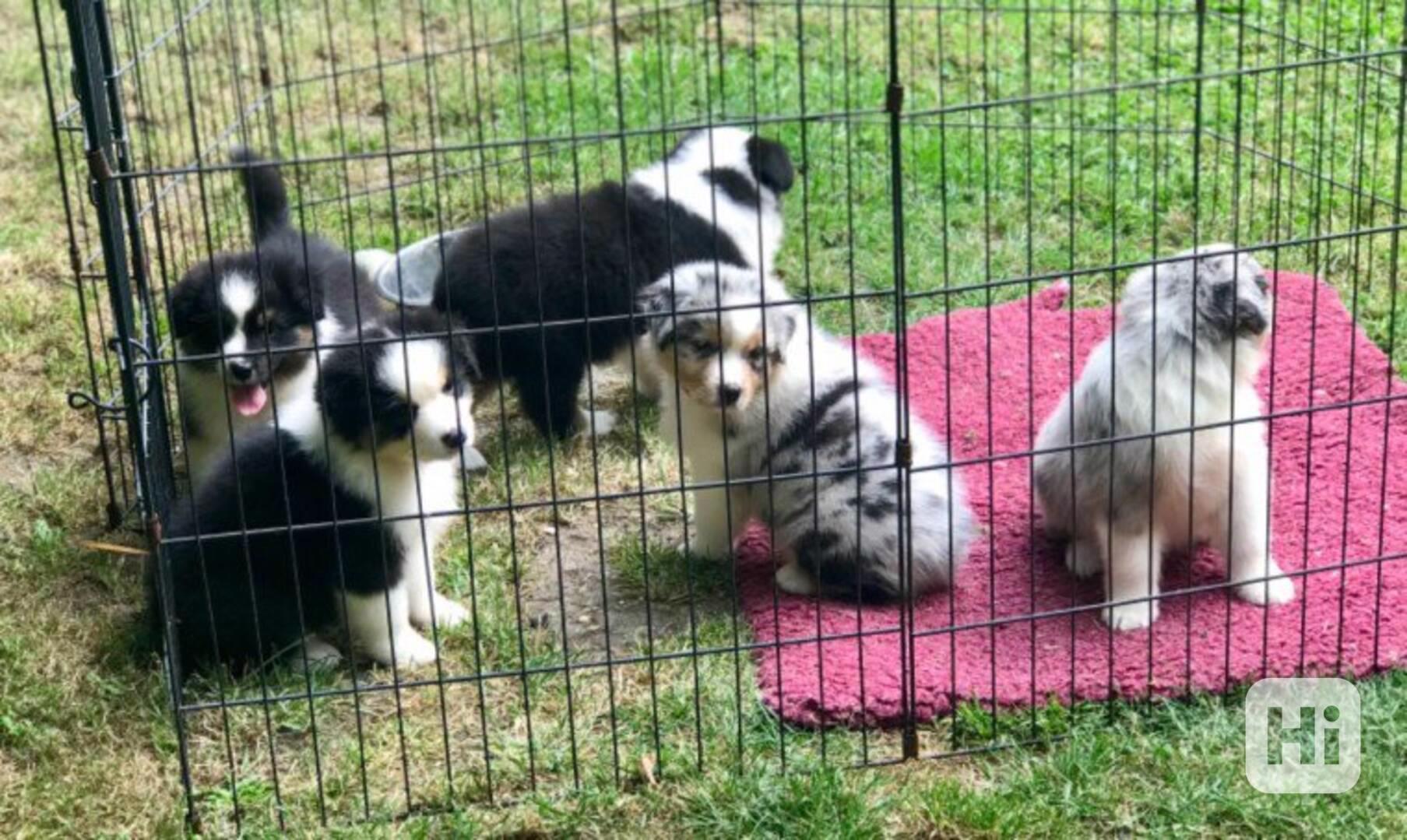 Aljašský malamut Manjunga - foto 1