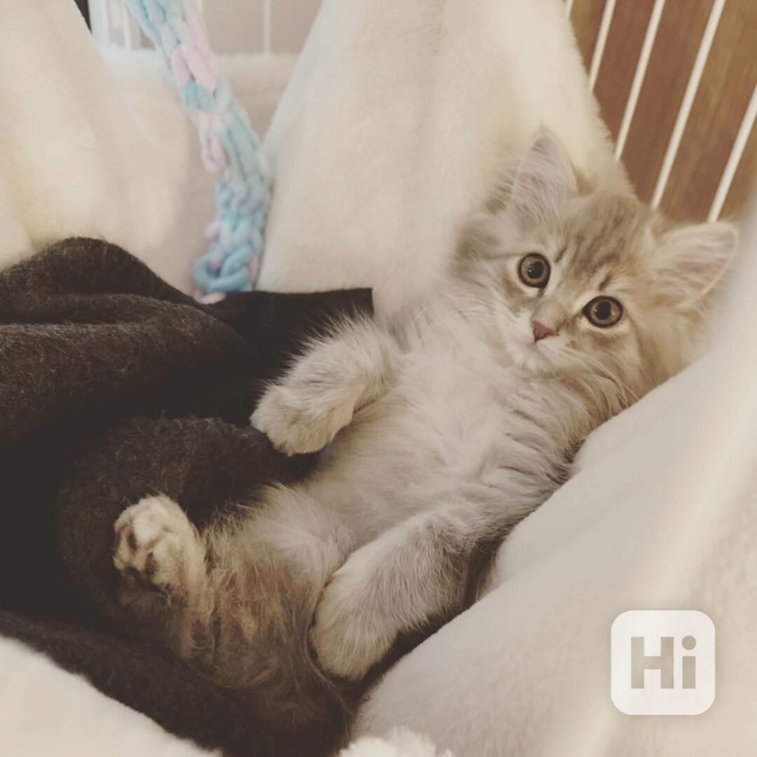 Koťata sibiřského lesa, samec a samice, jsou připraveni k od - foto 1