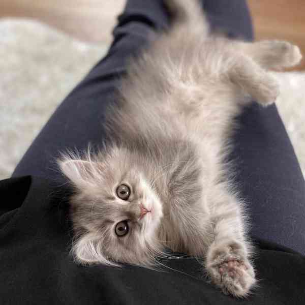 Koťata sibiřského lesa, samec a samice, jsou připraveni k od - foto 2