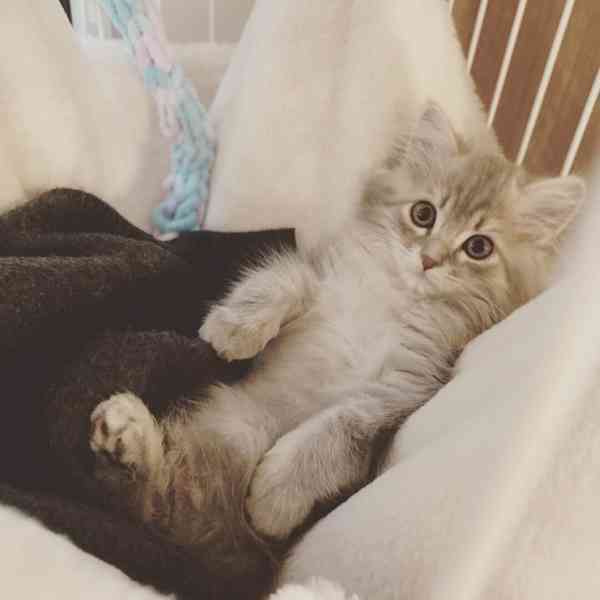 Koťata sibiřského lesa, samec a samice, jsou připraveni k od - foto 1