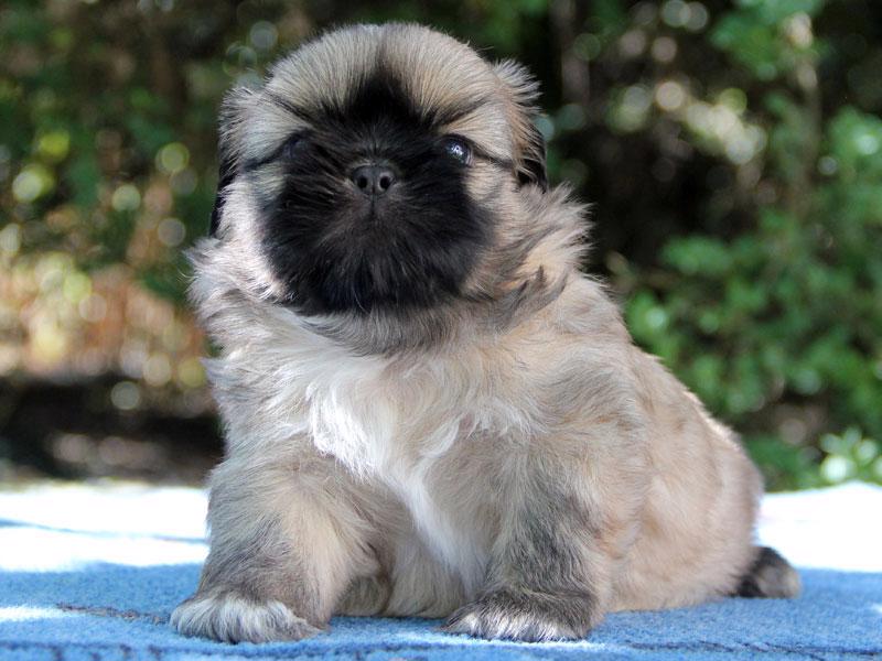 Shih-tzu , ši-cu -štěňátka s PP FCI - foto 3