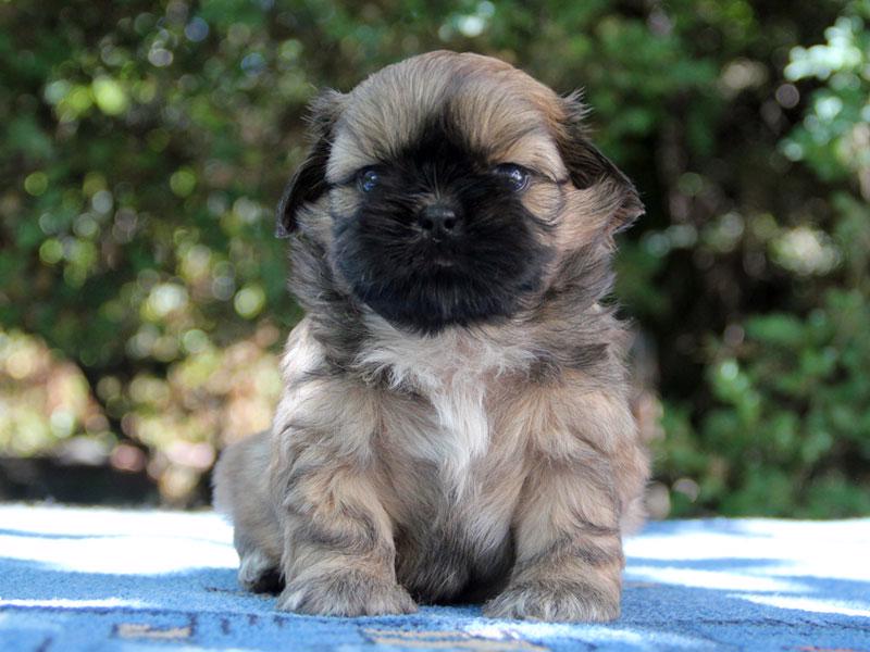Shih-tzu , ši-cu -štěňátka s PP FCI - foto 2