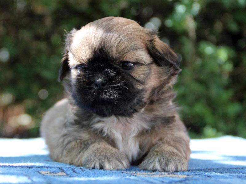 Shih-tzu , ši-cu -štěňátka s PP FCI - foto 1