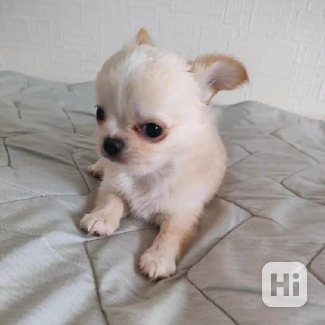 Nejrozkošnější  Čivava štěňata - foto 1