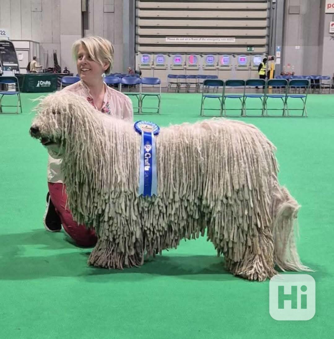 Komondor s PP - foto 1