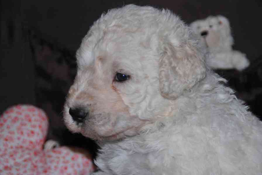 Komondor s PP - foto 5