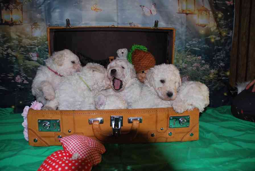 Komondor s PP - foto 4