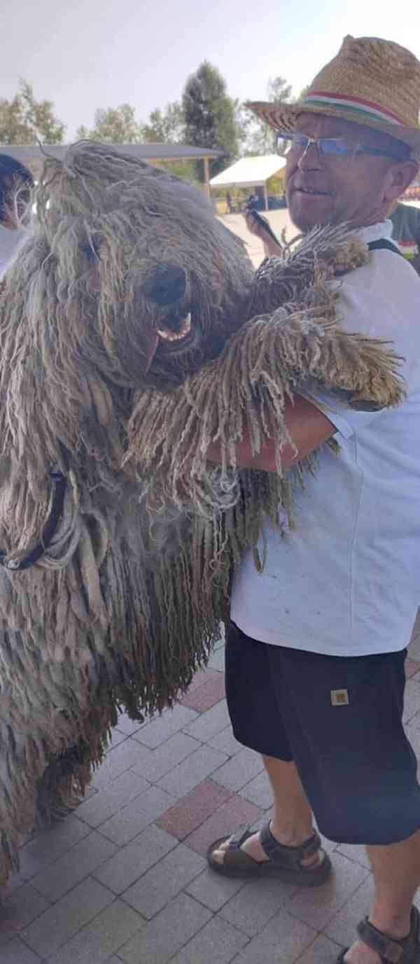 Komondor s PP - foto 3
